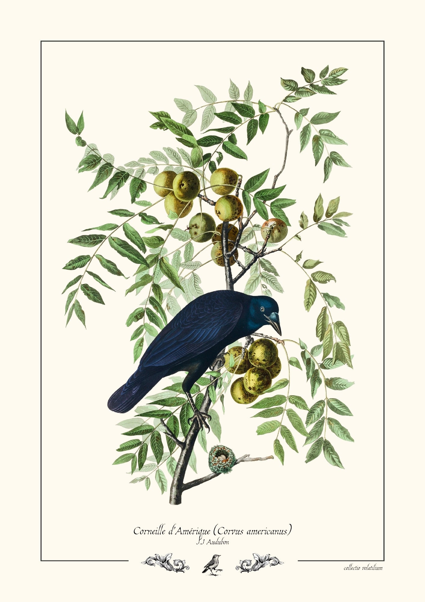Corneille d’Amérique