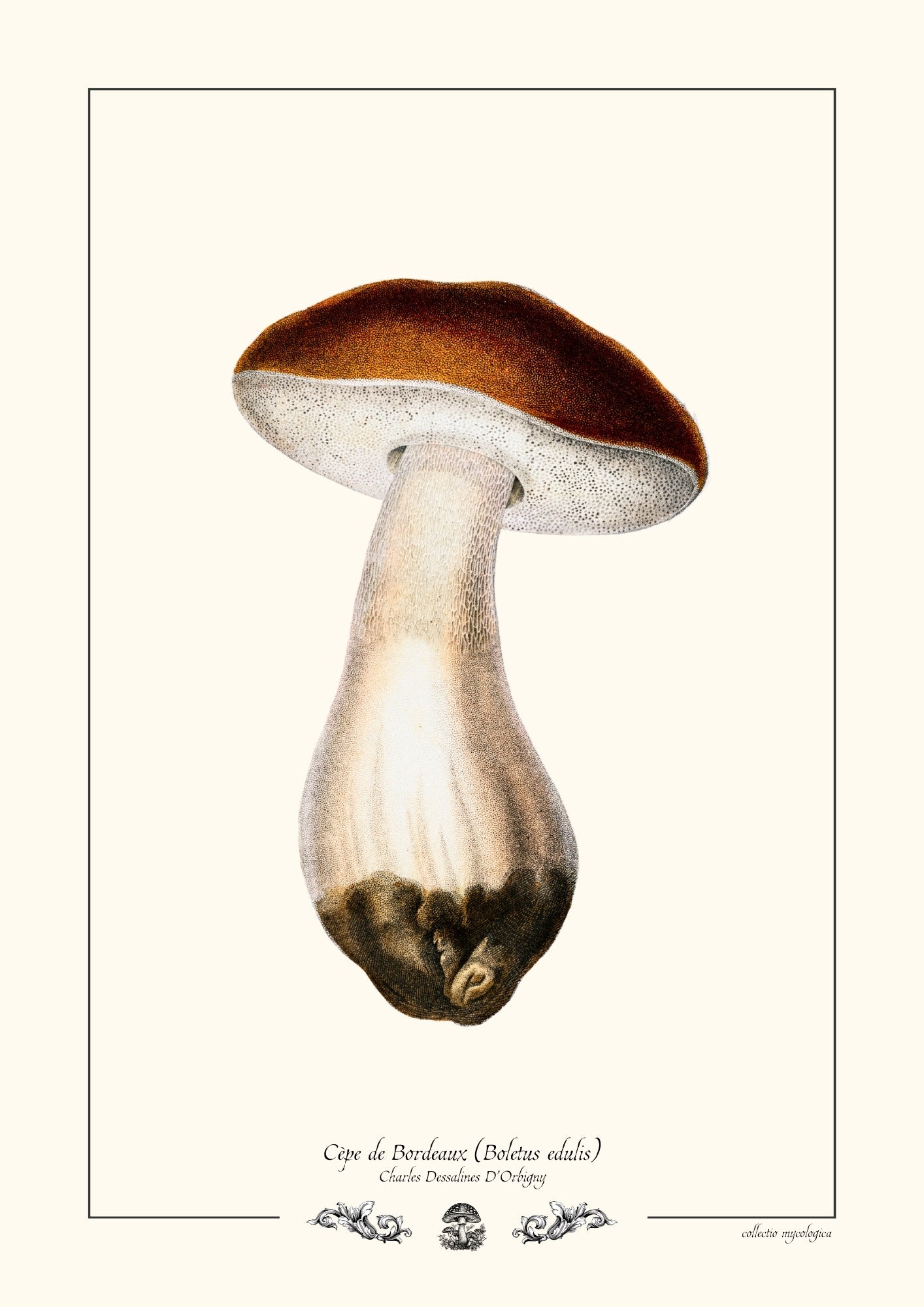 Cèpe de Bordeaux
