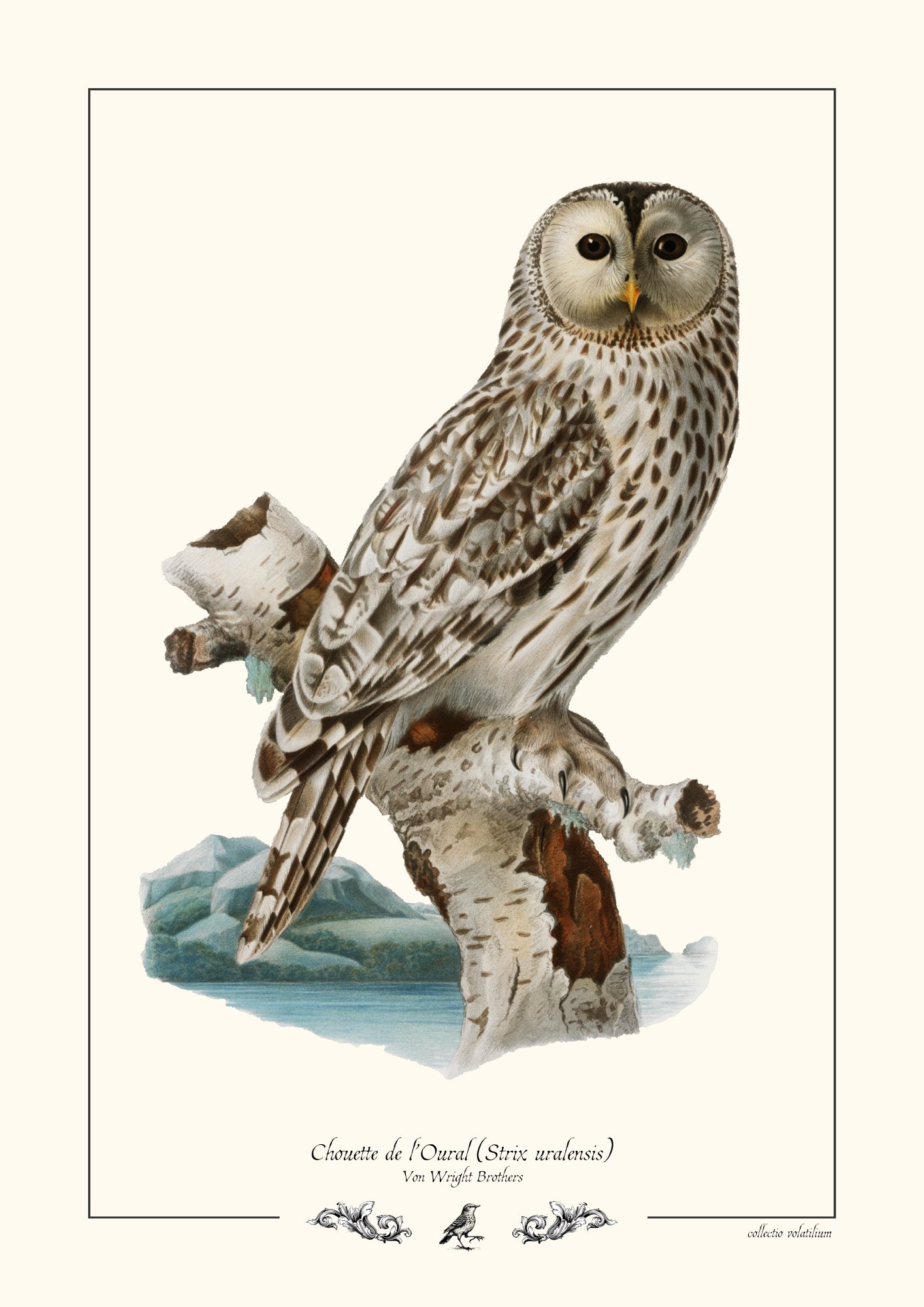 Chouette de l’Oural