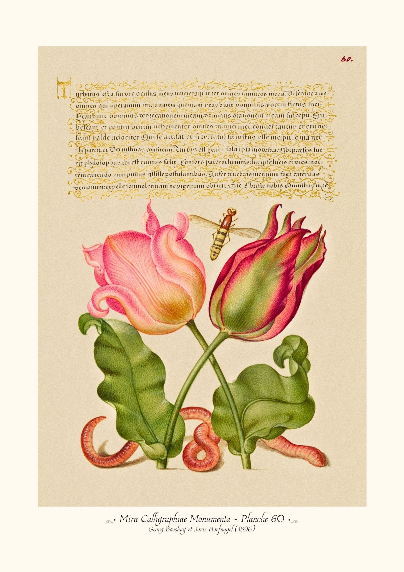 Mira Calligraphiae Monumenta - Planche 60