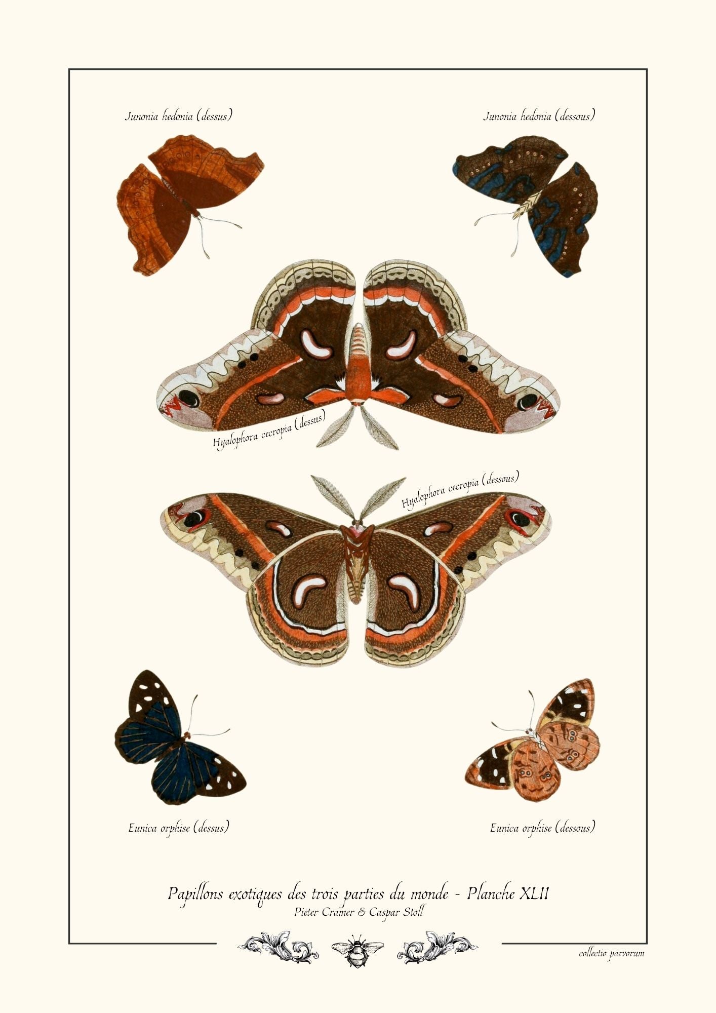 Papillons exotiques des trois parties du monde - Planche XLII