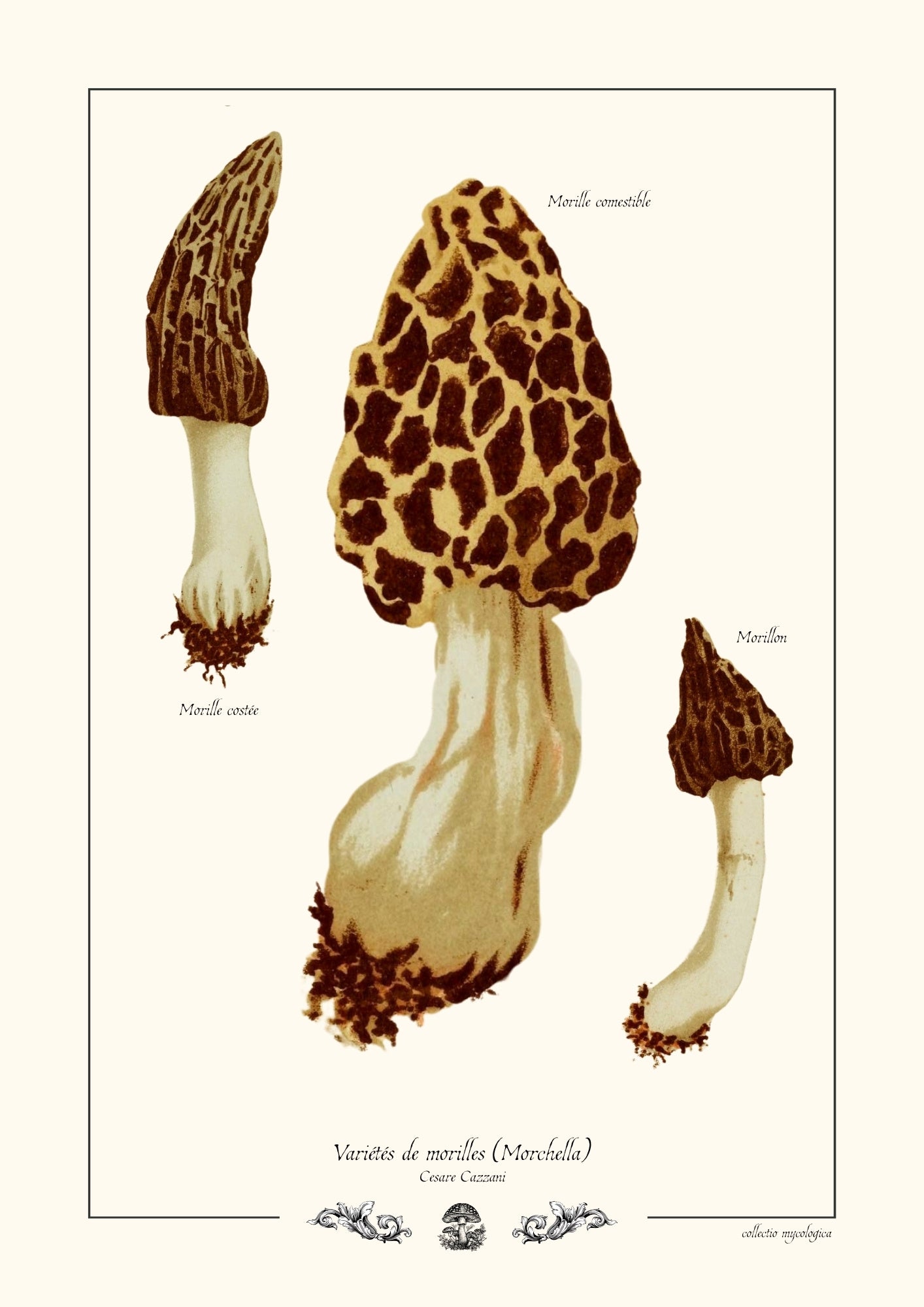 Variétés de morilles