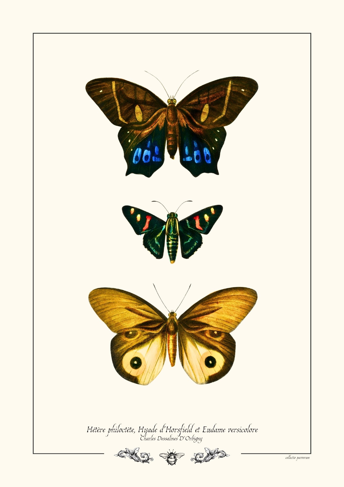 Hétère philoctète, Hyade d’Horsfield et Eudame versicolore