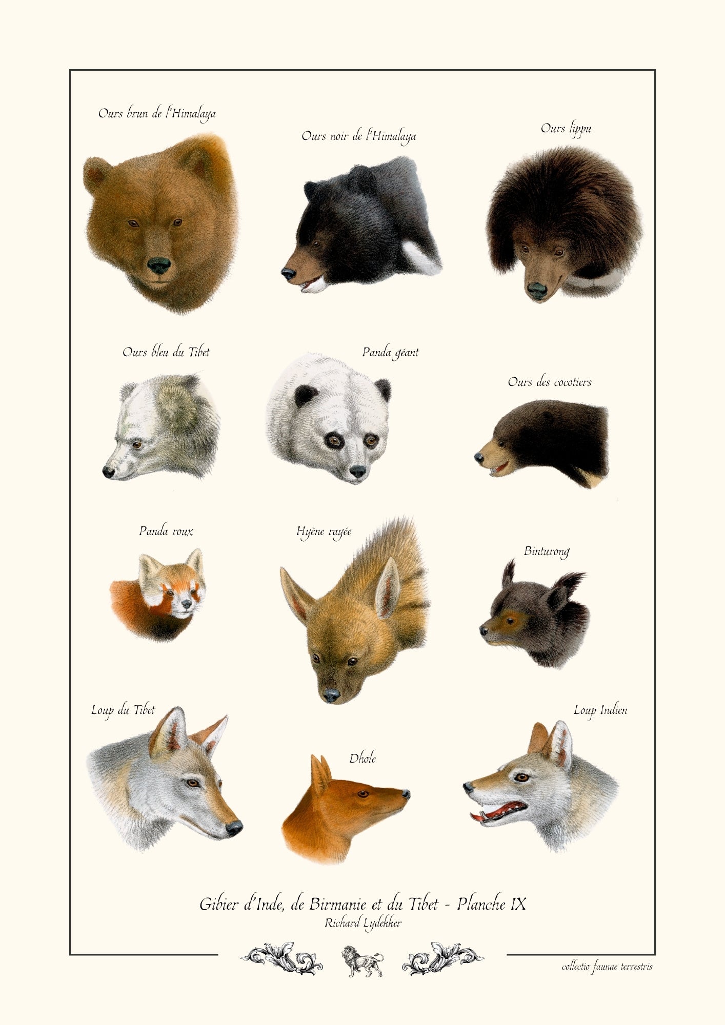 Gibier d’Inde, de Birmanie et du Tibet - Planche IX