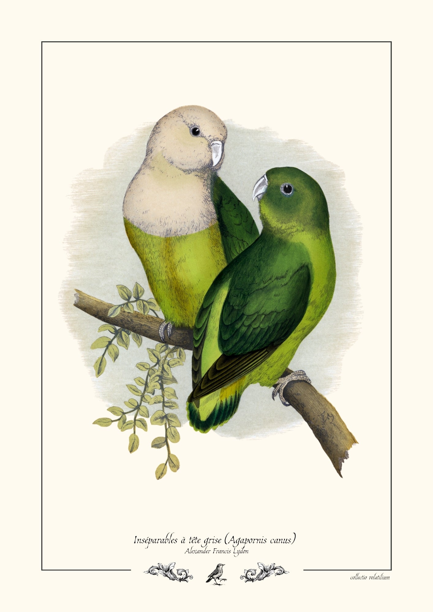 Inséparables à tête grise