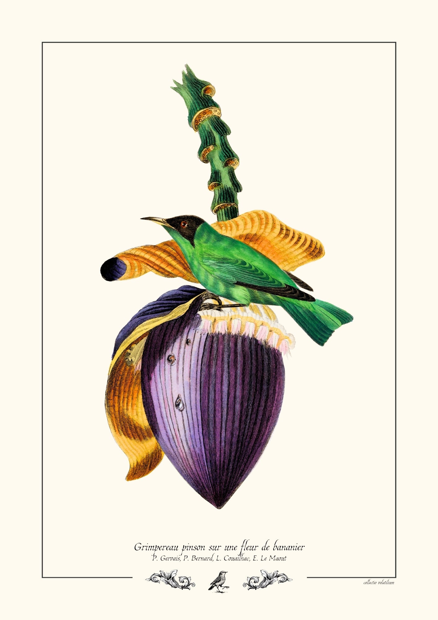 Grimpereau pinson sur une fleur de bananier