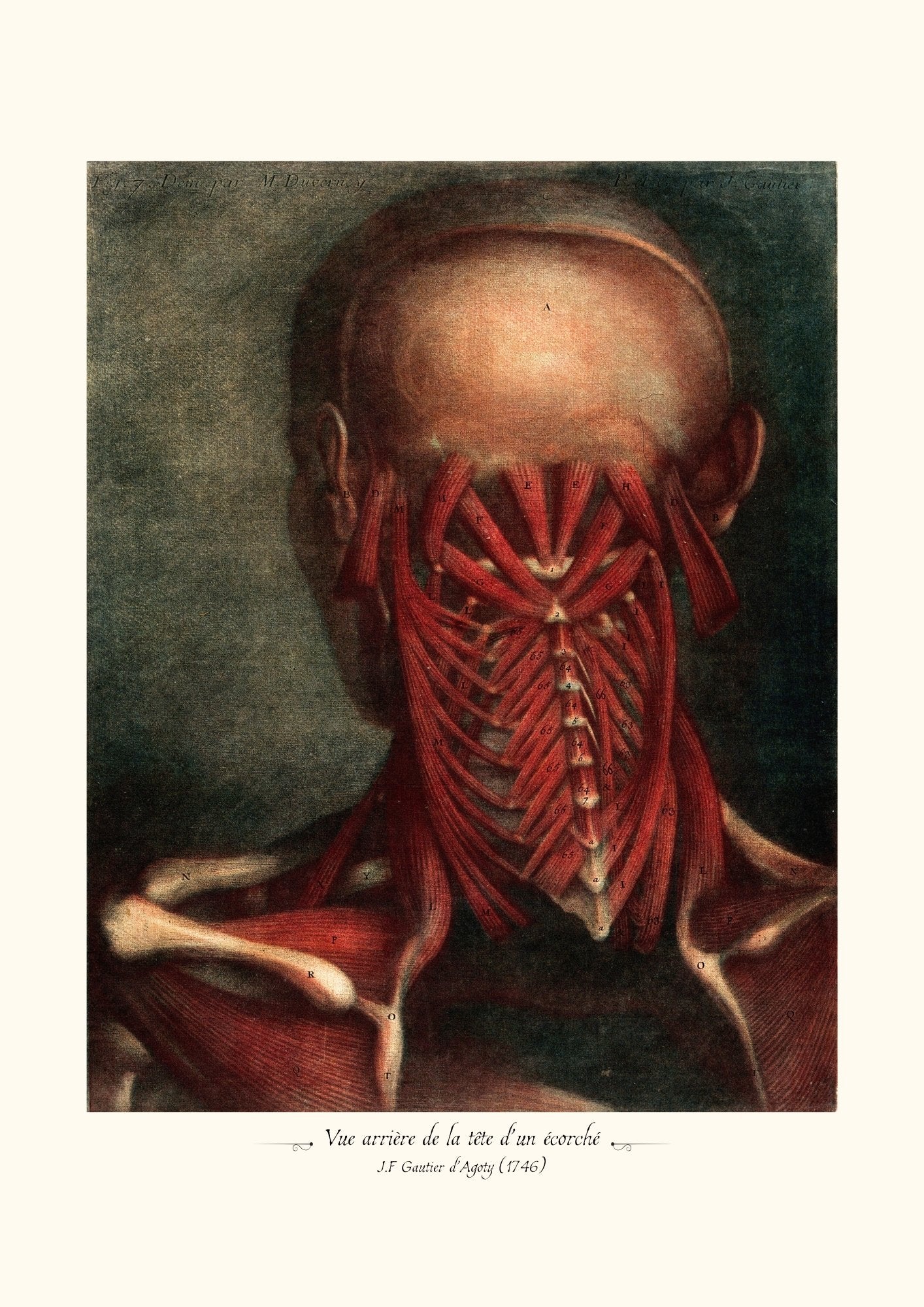 Vue arrière de la tête d’un écorché