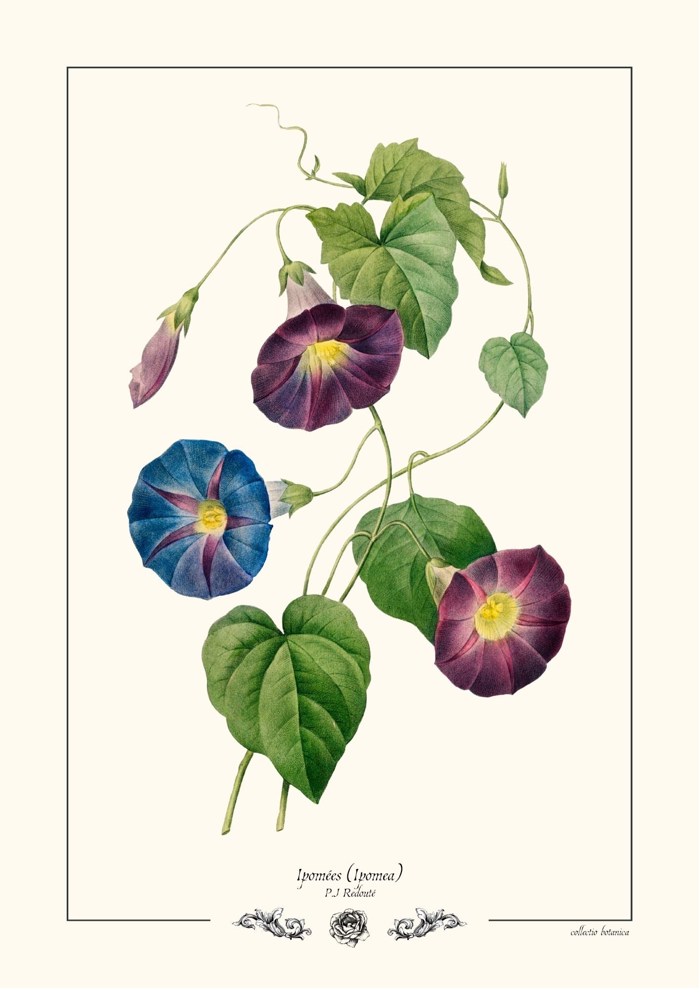 Ipomées