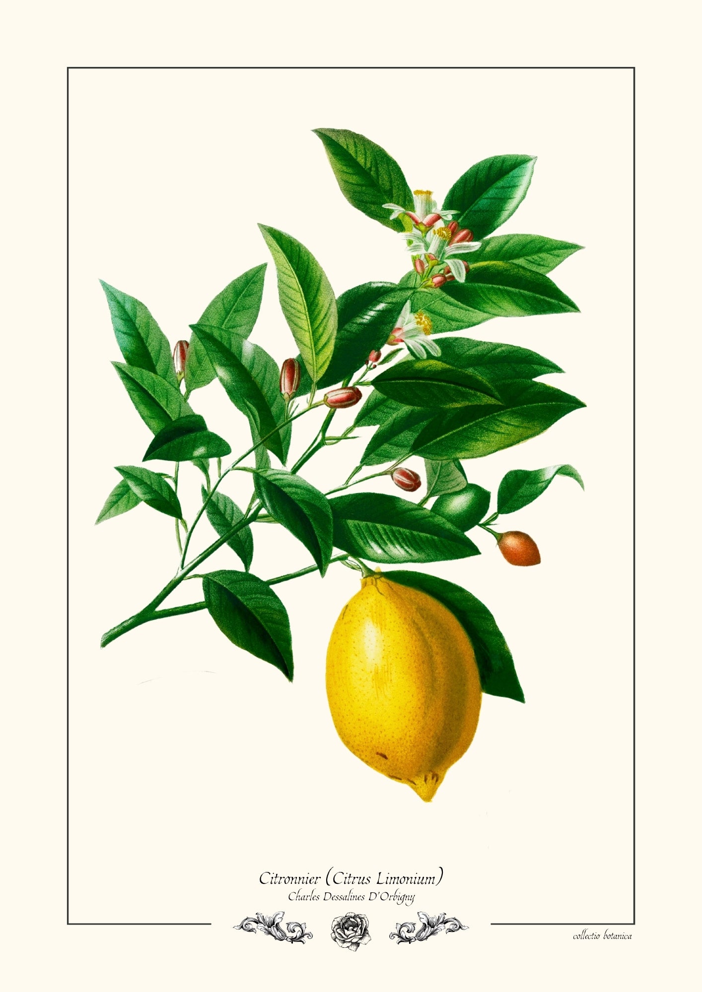 Citronnier