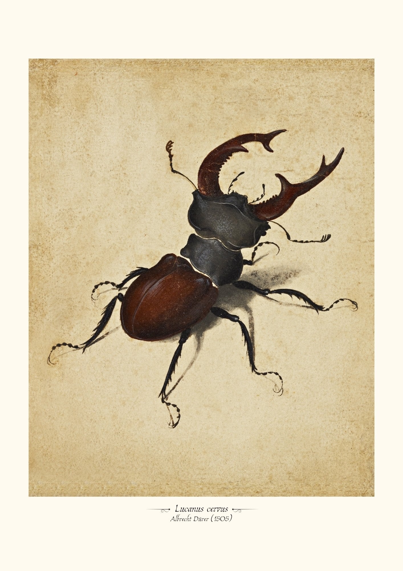 Lucanus cervus