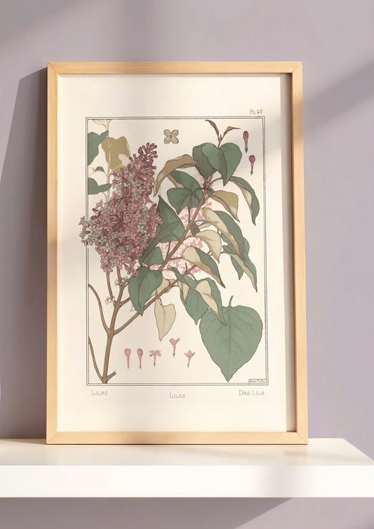 Lilas (Anna Martin)