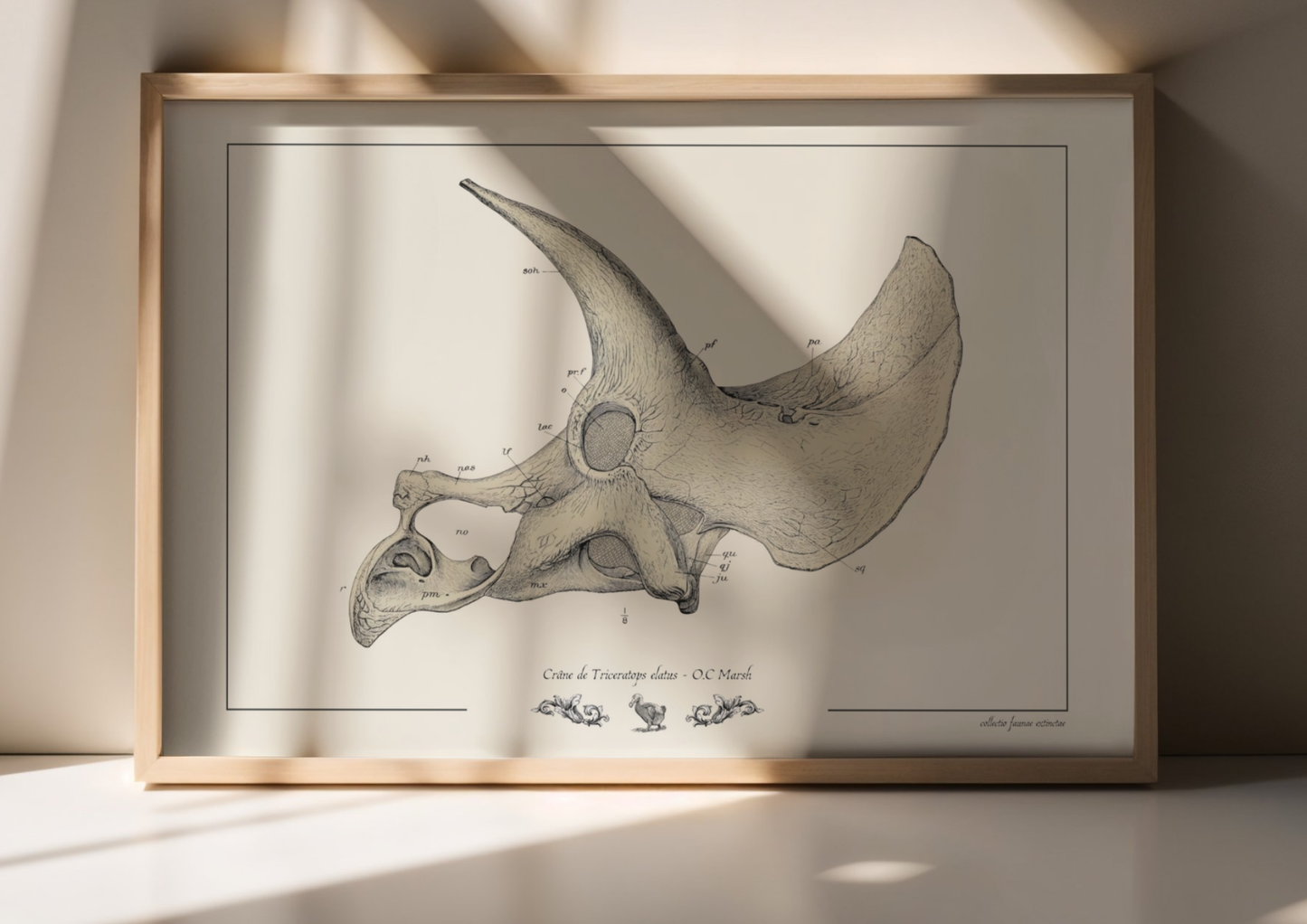 Crâne de Triceratops elatus