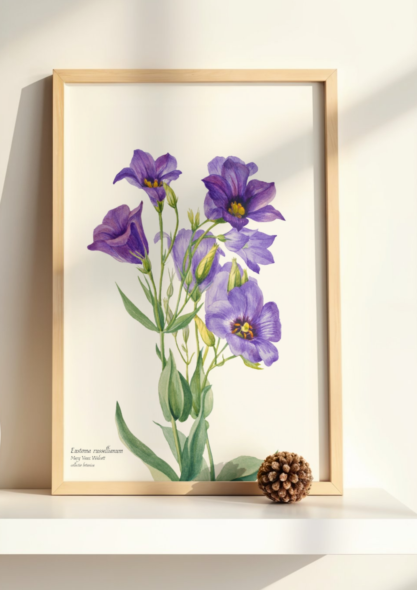 Eustoma russelianum