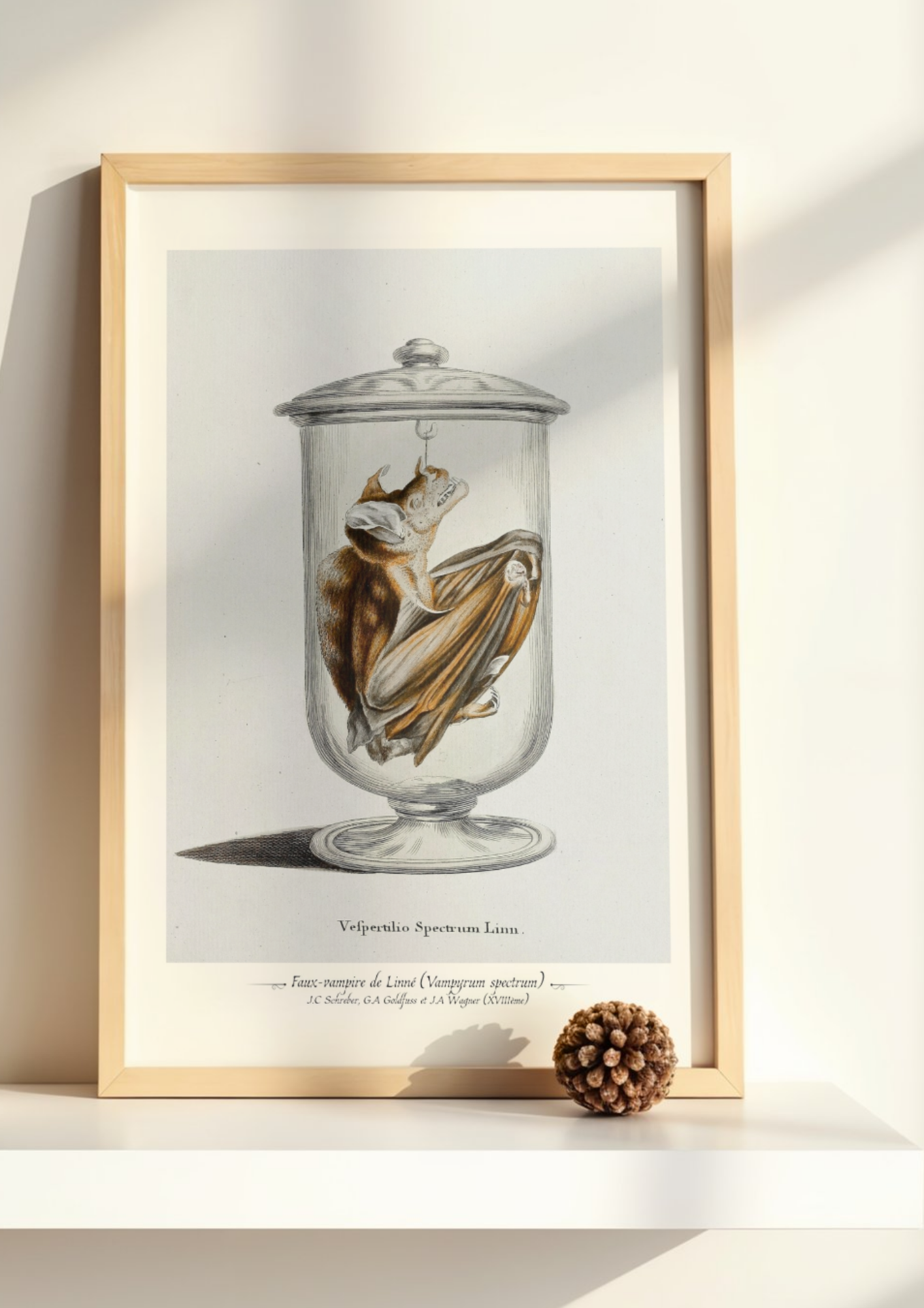 Faux-vampire de Linné