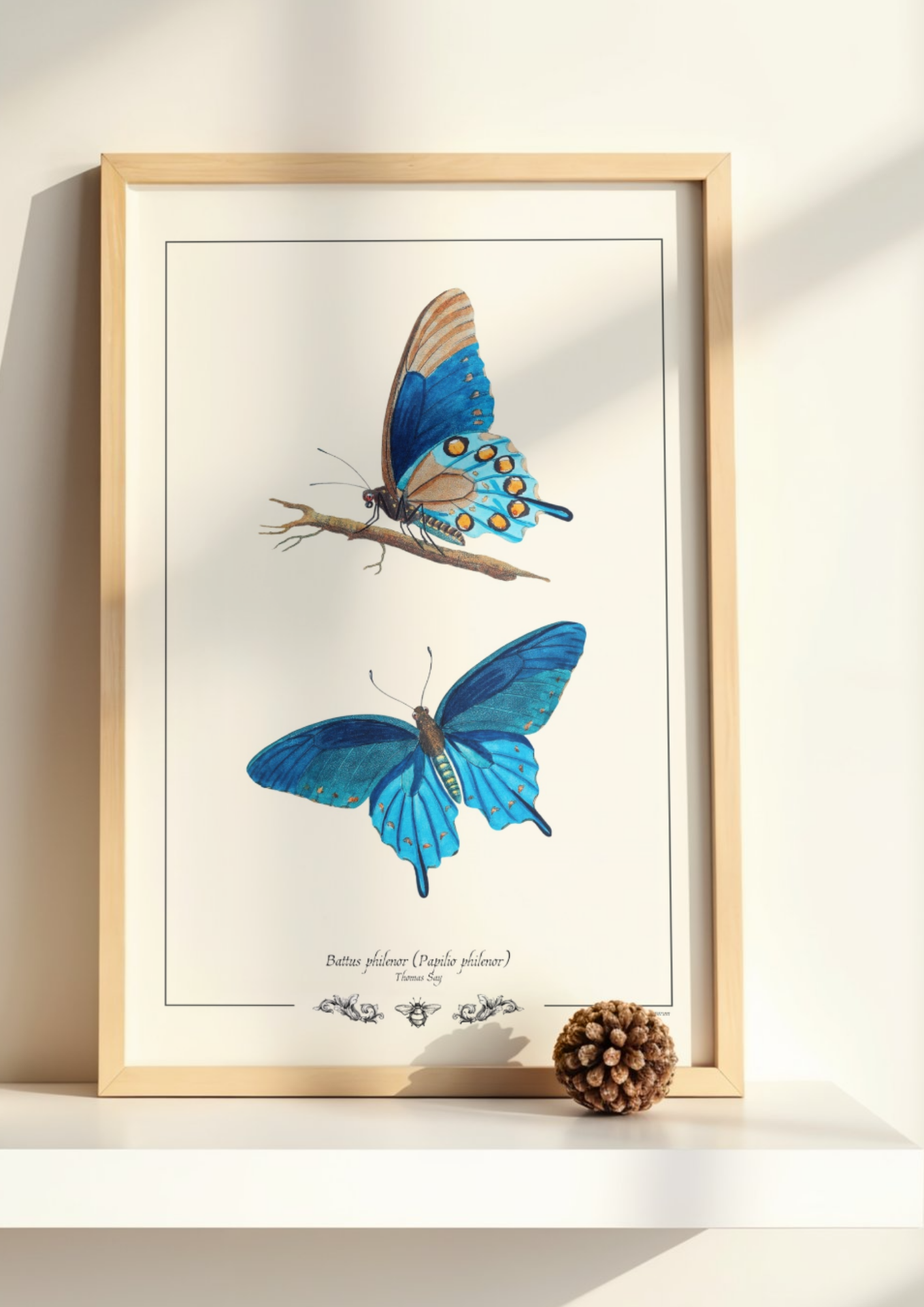 Battus philenor (Papilio philenor)