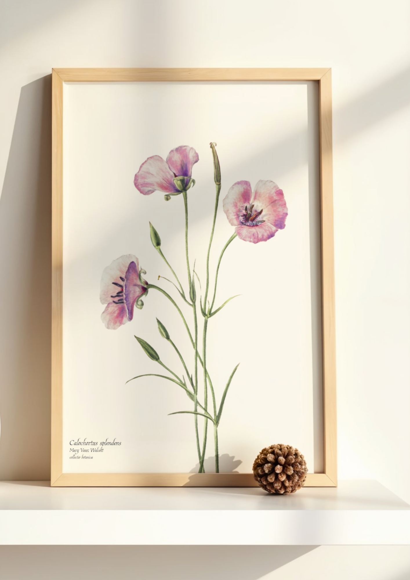 Calochortus splendens