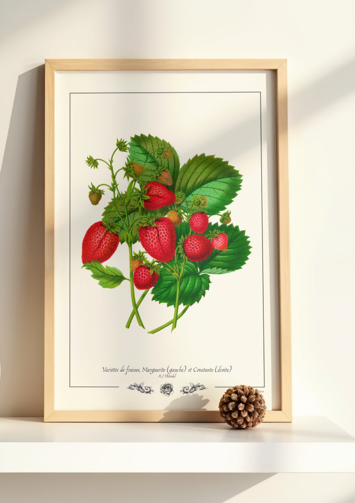 Variétés de fraises (Marguerite et Constante)
