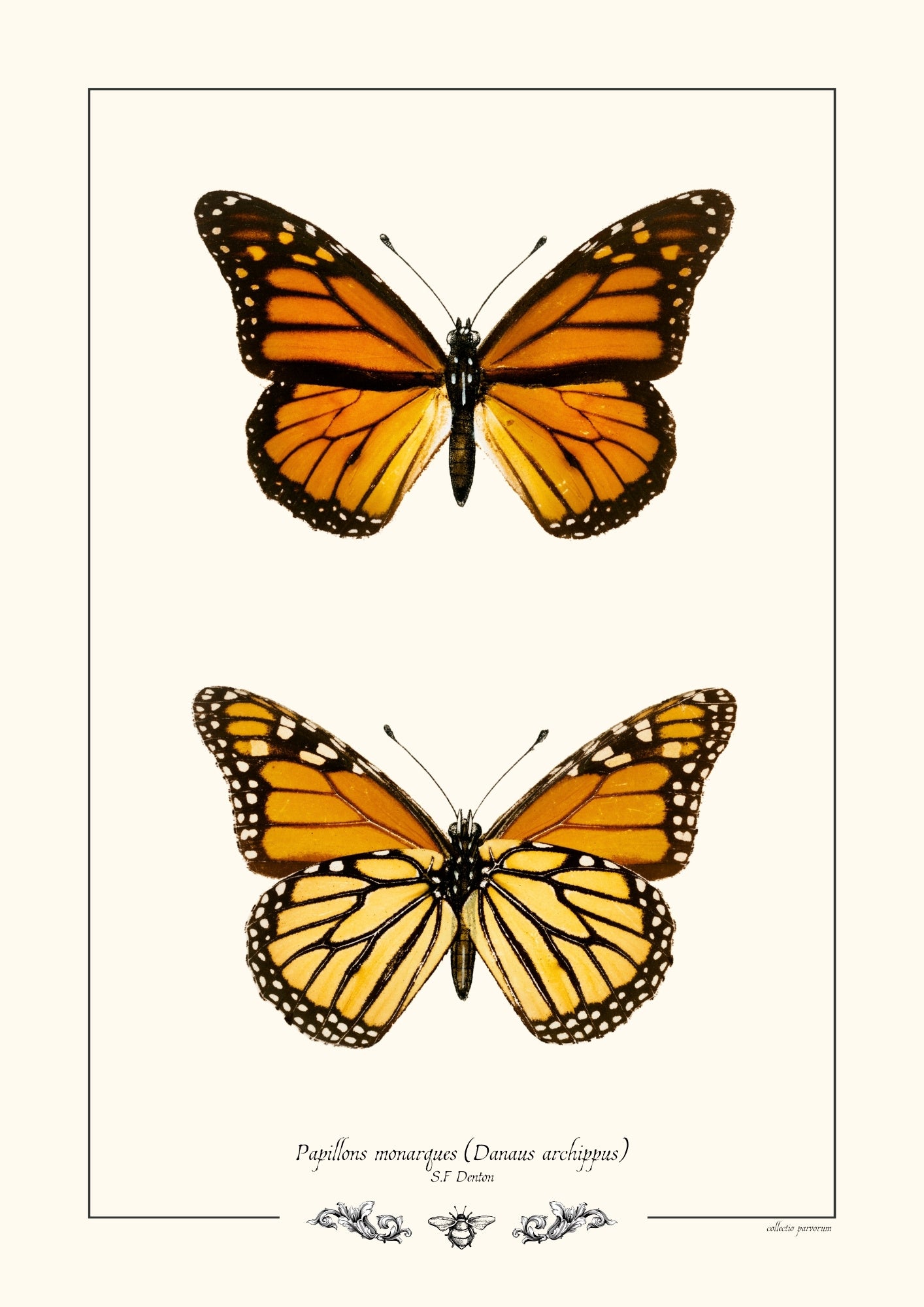 Papillons monarques (Danaus archippus)