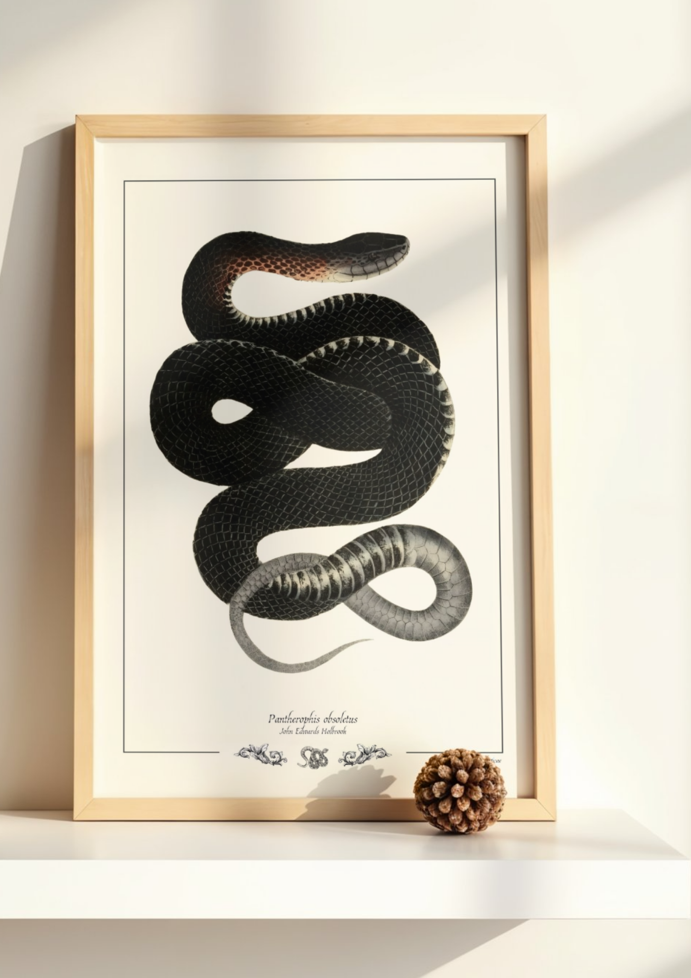 Pantherophis obsoletus