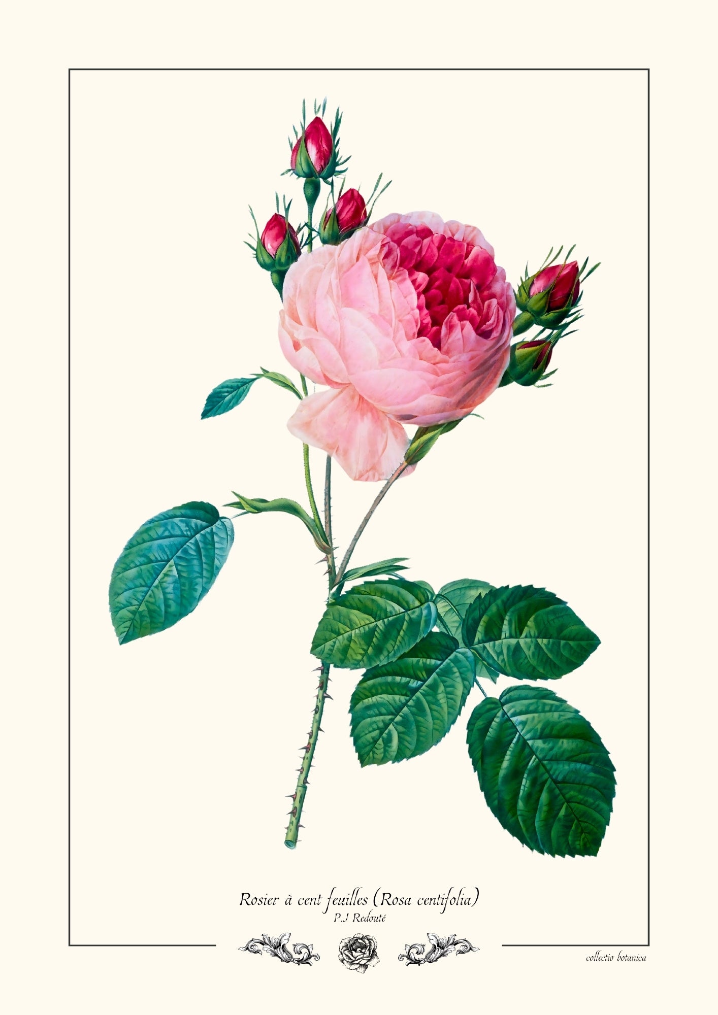 Rosier à cent feuilles