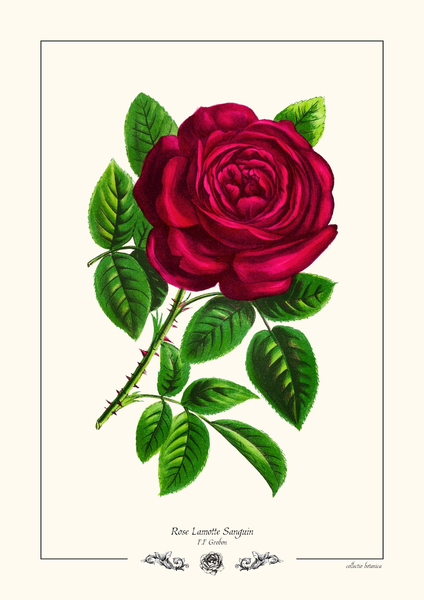 Rose Lamotte Sanguin