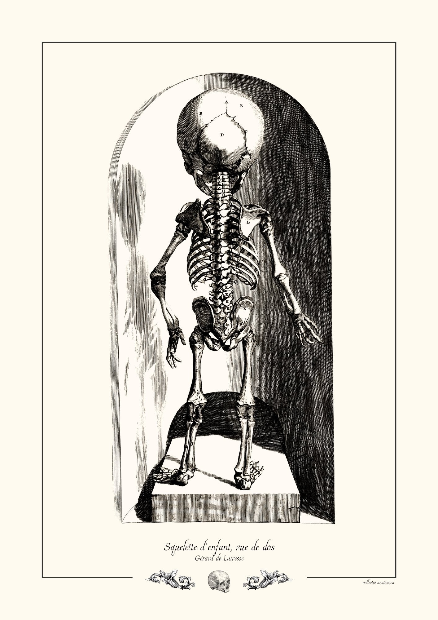 Squelette d’enfant, vue de dos