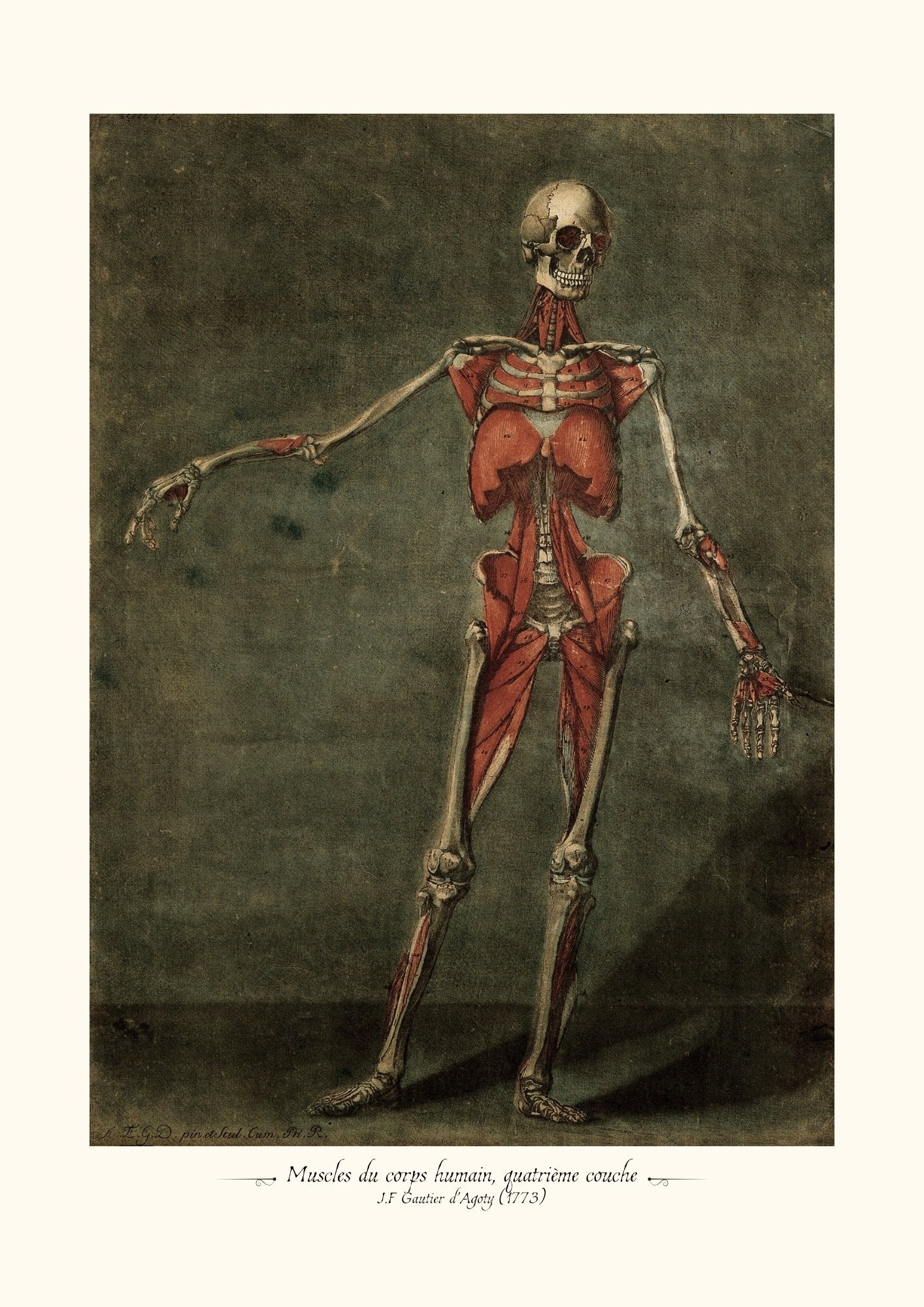 Muscles du corps humain, quatrième couche