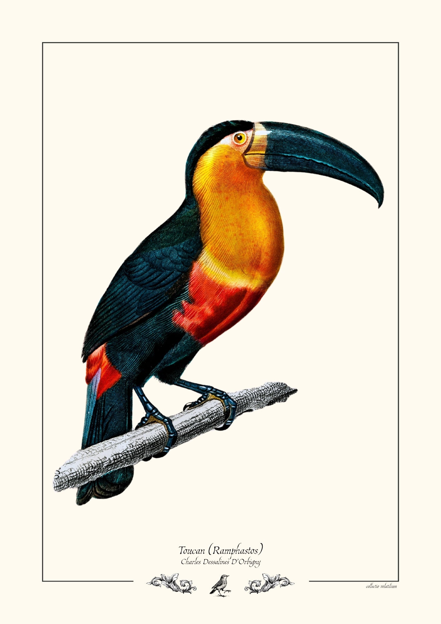 Toucan