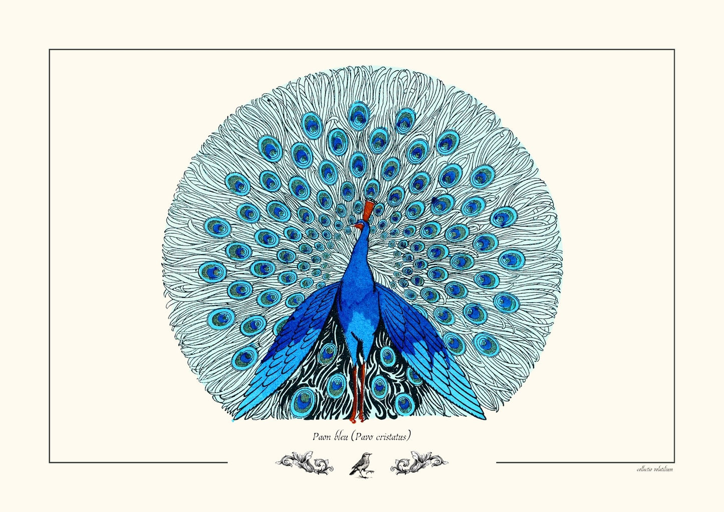 Paon bleu (Pavo cristatus)