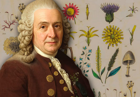 Carl von Linné, l'homme ayant mis de l'ordre dans le vivant