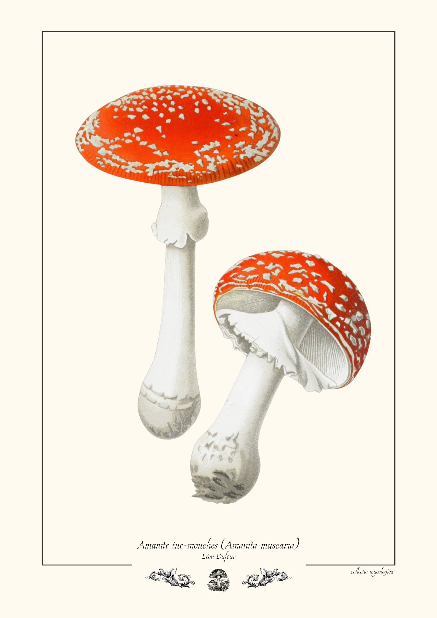Amanite tue-mouches