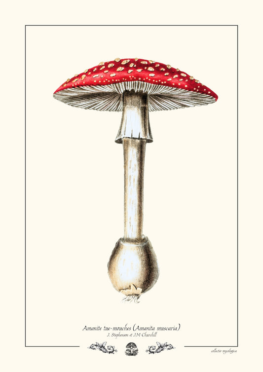 Amanite tue-mouches