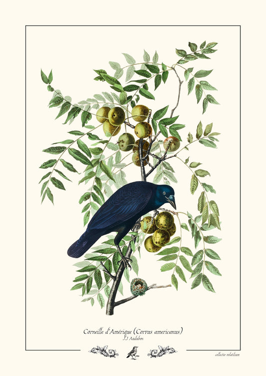 Corneille d’Amérique