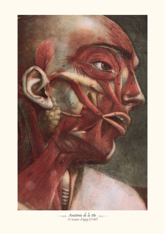 Anatomie de la tête