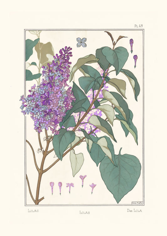 Lilas (Anna Martin)