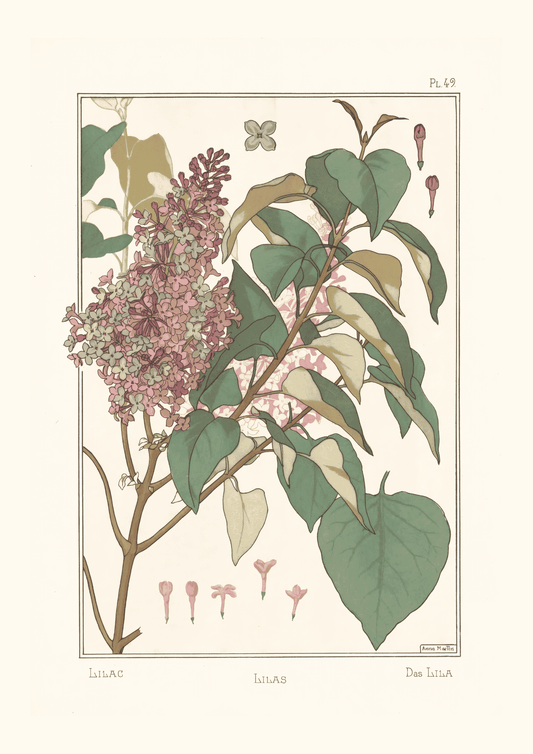 Lilas (Anna Martin)