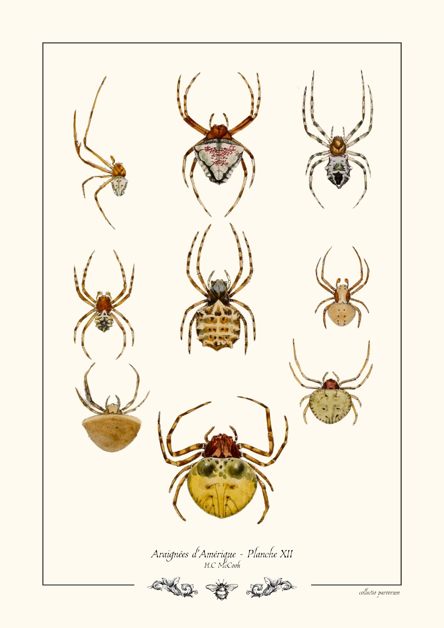 Araignées d’Amérique - Planche XII