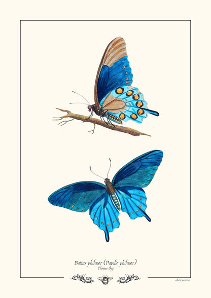Battus philenor (Papilio philenor)