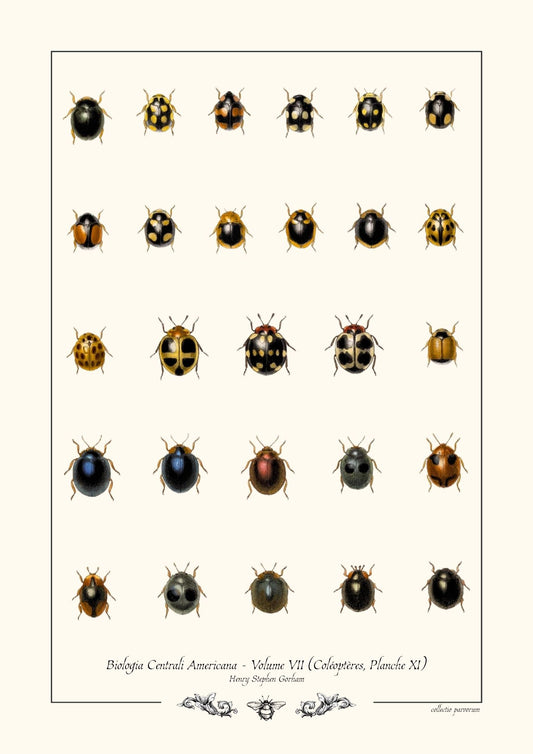 Biologia Centrali Americana - Coléoptères, Planche XI