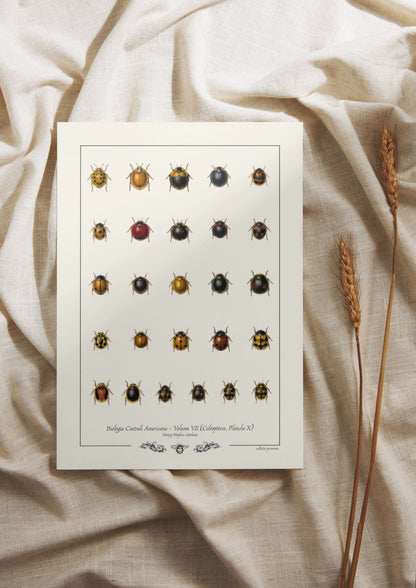 Biologia Centrali Americana - Coléoptères, Planche X