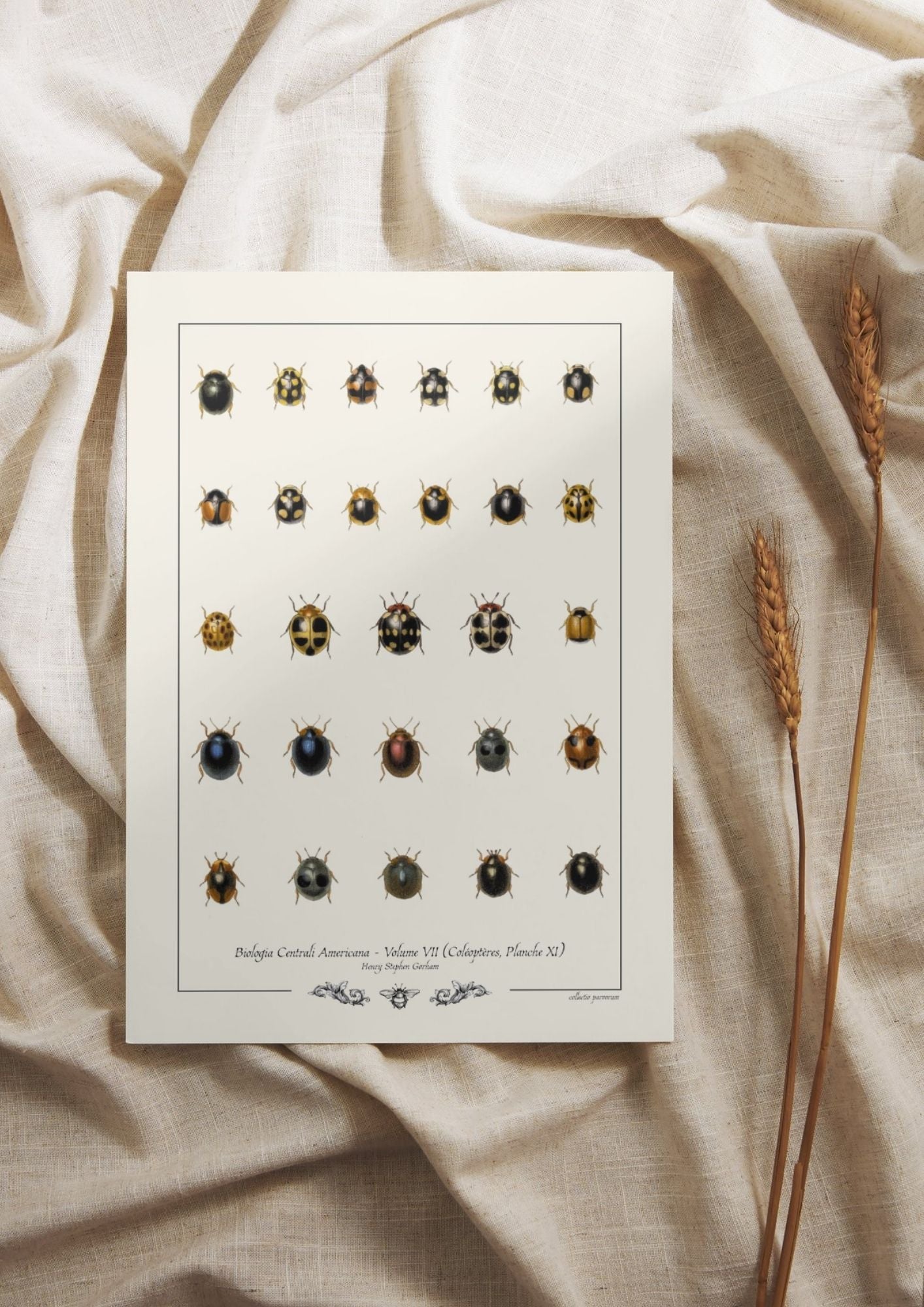 Biologia Centrali Americana - Coléoptères, Planche XI