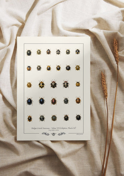 Biologia Centrali Americana - Coléoptères, Planche XI