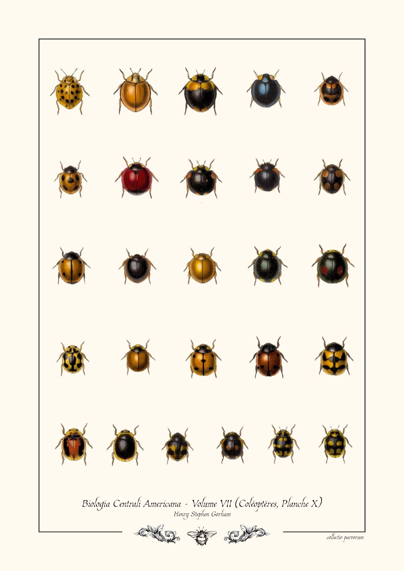 Biologia Centrali Americana - Coléoptères, Planche X