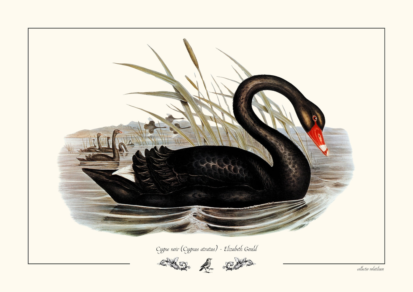 Cygne noir