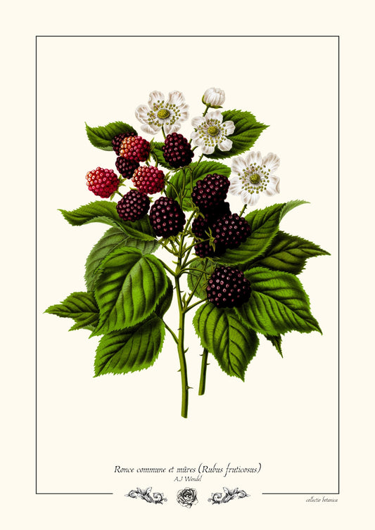 Ronce commune et mûres