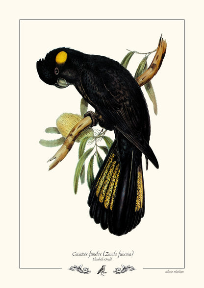 Cacatoès funèbre