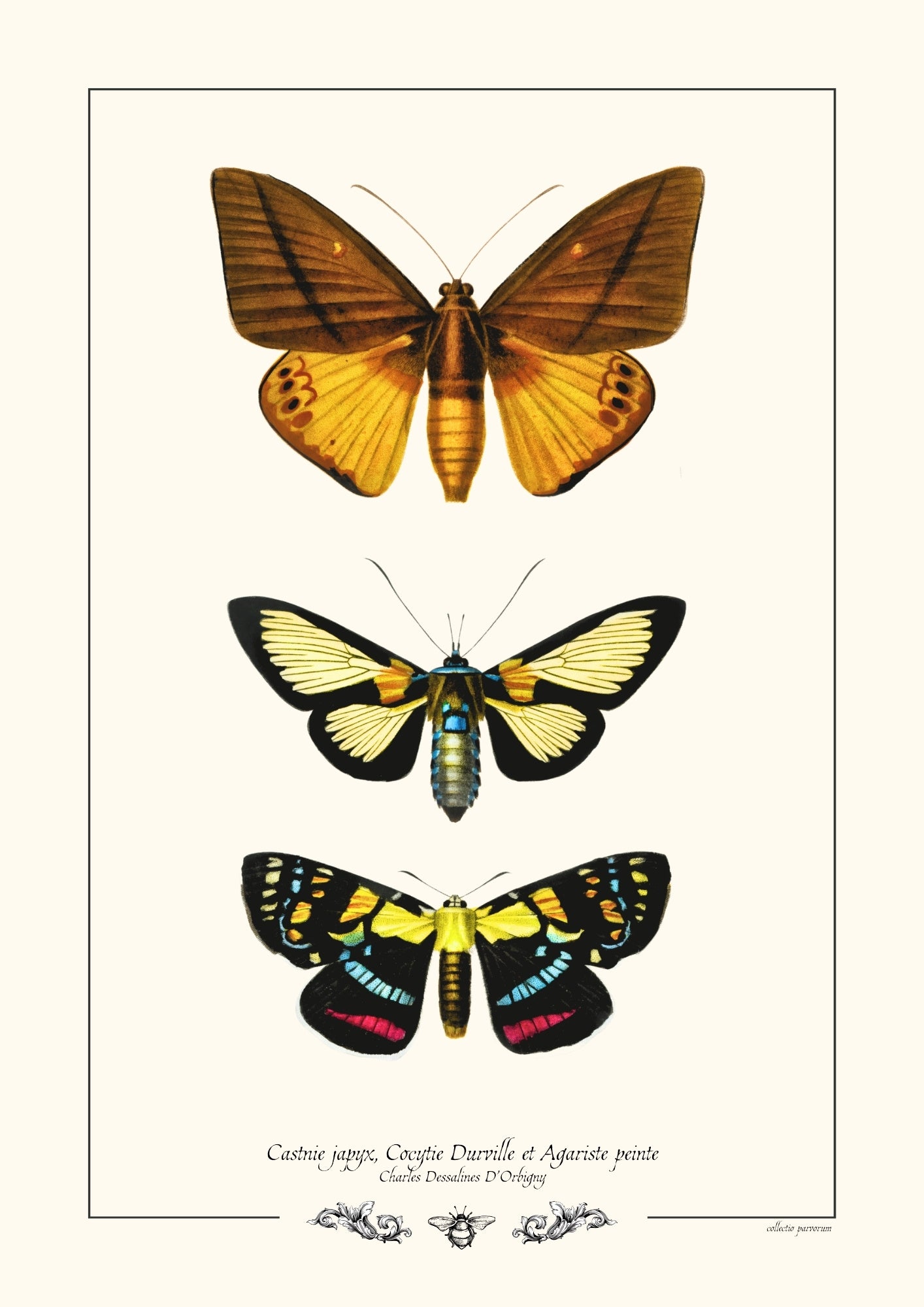 Castnie japyx, Cocytie Durville et Agariste peinte