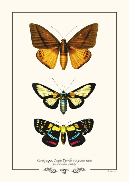 Castnie japyx, Cocytie Durville et Agariste peinte