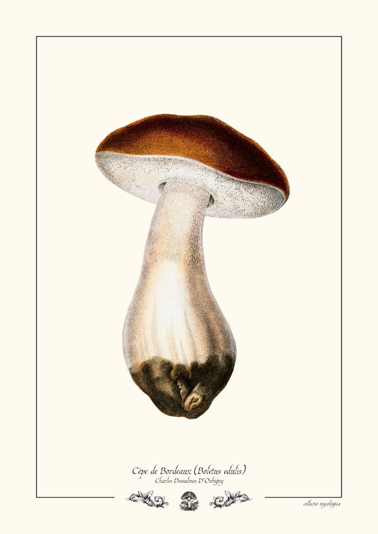Cèpe de Bordeaux