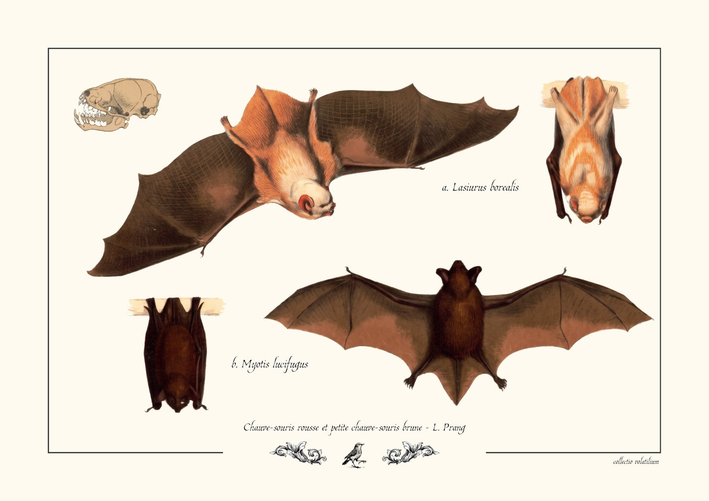 Chauve-souris rousse et petite chauve-souris brune